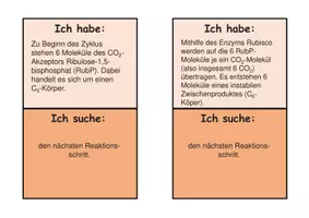 Vorschau - Spiele - Ich habe, wer hat Dunkelreaktion Fotosynthese Bio Sek II - Seite 2