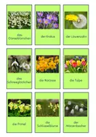 Vorschau - Bildkarten - Deutsch als Zweitsprache: Frühlingsblumen Wortkarten - Seite 1