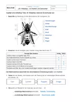 Vorschau - Test - Lernerfolgskontrolle Wirbellose - von Insekten und Destruenten - Seite 3