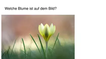 Vorschau - Präsentationen/Tafelbilder - Frühblüher Poweroint Presentation - Seite 3