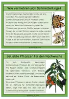Vorschau - Text - Wissenskarten - Lebenszyklus eines Schmetterlings - Seite 2