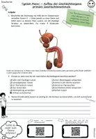 Vorschau - Arbeitsblätter - Sexualkunde Erprobungsstufe: männliche Geschlechtsorgane; differenziert - Seite 1