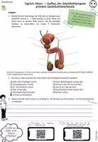 Vorschau - Arbeitsblätter - Sexualkunde Erprobungsstufe: männliche Geschlechtsorgane; differenziert - Seite 2