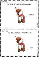 Vorschau - Arbeitsblätter - Sexualkunde Erprobungsstufe: männliche Geschlechtsorgane; differenziert - Seite 3