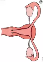 Vorschau - Präsentationen/Tafelbilder - Sexualkunde Erprobungsstufe: Tafelmaterial Zyklus - Seite 1