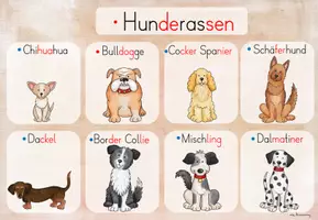 Vorschau - Unterrichtsreihen - Hunde: Informationskarten / Lerntheke (2./3.Kl.) - Seite 3