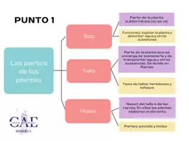 Vista previa - Unidades / Secuencias / Situaciones de Aprendizaje - Clasificación de las plantas según sus características - página 1