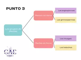 Vista previa - Unidades / Secuencias / Situaciones de Aprendizaje - Clasificación de las plantas según sus características - página 3