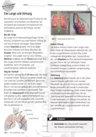 Vorschau - Arbeitsblätter - Lunge und Atmung / Mensch & Gesundheit - Seite 1