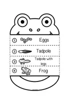 Vista previa - Hojas de trabajo - FROG METAMORPHOSIS FLIPBOOK - página 3