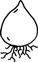 Vorschau - selbst erstellte Cliparts/Grafiken - Cliparts Wachstum der Tulpe - Seite 1
