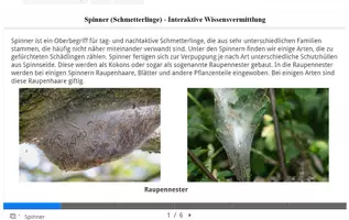 Vorschau - Stundenentwürfe - Megapaket Eichenprozessionsspinner/Mimese/Nachtfalter/Motten - Seite 2
