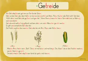 Vorschau - Unterrichtsreihen - Getreide: Informationskarten/ Lerntheke (3./4.Kl.) - Seite 2