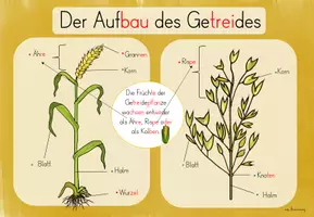 Vorschau - Unterrichtsreihen - Getreide: Informationskarten/ Lerntheke (3./4.Kl.) - Seite 3