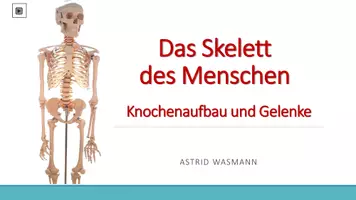 Vorschau - Arbeitsblätter - Das Skelett des Menschen - Seite 1