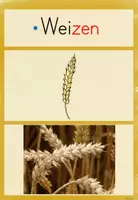 Vorschau - Unterrichtsreihen - Getreide: Bild - und Wortkarten/ Tafelmaterial /3./4.Kl.) - Seite 3