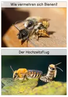 Vorschau - Text - Differenzierte Wissenskarten - Lebenszyklus der Biene - Seite 1