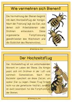 Vorschau - Text - Differenzierte Wissenskarten - Lebenszyklus der Biene - Seite 2