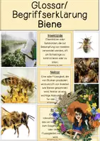 Vorschau - Text - Glossar/ Begriffserklärung - Biene - Deckblatt
