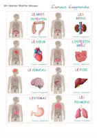 Aperçu - Apprentissages en autonomie - Corps humain - emplacement - les organes - MAJ - Page 3