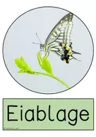 Vorschau - Bildkarten - Bildkarten - Lebenszyklus Schmetterling - Seite 2