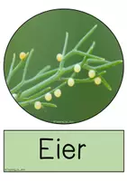 Vorschau - Bildkarten - Bildkarten - Lebenszyklus Schmetterling - Seite 3