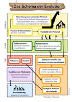 Vorschau - Arbeitsblätter - Schema Ablauf Evolution Evolutionsfaktoren Klausuren - Seite 1