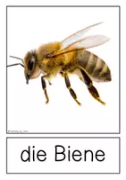 Vorschau - Präsentationen/Tafelbilder - Fotokarten - Biene - Seite 1