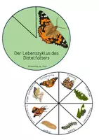 Vorschau - Mal- und Bastelvorlagen - Drehscheibe - Schmetterling - Seite 2