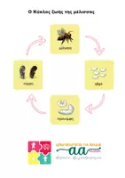 Προεπισκόπηση - Flashcards - Κατασκευή 3D Κύκλος Ζωής της Μέλισσας - Σελίδα 1