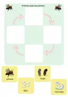 Προεπισκόπηση - Flashcards - Κατασκευή 3D Κύκλος Ζωής της Μέλισσας - Σελίδα 2