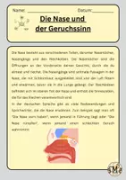 Vorschau - Arbeitsblätter - Die Nase und der Geruchssinn - Seite 1