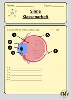 Vorschau - Klassenarbeiten - Die Sinne - Klassenarbeit - Deckblatt