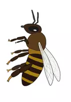 Vorschau - Arbeitsblätter - Tafelmaterial Biene & Bienenstock + Körperbau - Seite 2