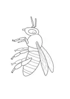 Vorschau - Arbeitsblätter - Tafelmaterial Biene & Bienenstock + Körperbau - Seite 3