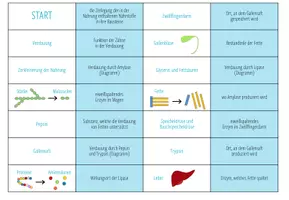 Vorschau - Spiele - Verdauungsenzyme – Domino Spiel - Seite 3