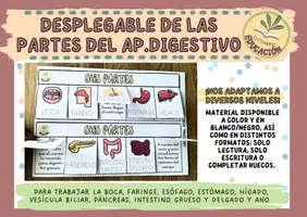 Vista previa - Hojas de trabajo - APARATO DIGESTIVO - página 2