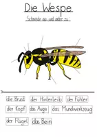 Vorschau - Arbeitsblätter - Die Wespe - Tafelmaterial, Körperteile + Arbeitsblätter - Deckblatt