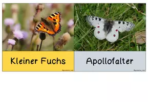 Vorschau - Bildkarten - Schmetterling Bildkarten | Sachunterricht Klasse 1-3 - Seite 3