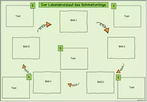Vorschau - Bildkarten - Lebenszyklus Schmetterling | Tafelmaterial Sachunterricht Klasse 1-3 - Seite 3