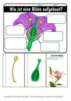 Vorschau - Stundenentwürfe - Der Aufbau der Blüte - Hefteintrag und Stundenverlauf - Interactive Notebook - Interaktiver Hefteintrag - Seite 3