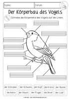 Vorschau - Unterrichtsreihen - Der Vogel | Körperbau | differenziertes Arbeitsblatt - Seite 2