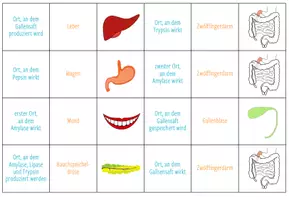 Vorschau - Spiele - Verdauungsenzyme – Zuordnungsaktivität / Paare Finden Spiel - Seite 2