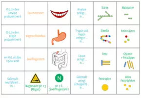 Vorschau - Spiele - Verdauungsenzyme – Zuordnungsaktivität / Paare Finden Spiel - Seite 3
