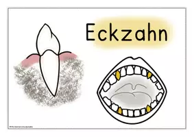 Vorschau - Arbeitsblätter - Zähne Zahnarten und Aufgaben - Seite 3