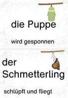 Vorschau - Arbeitsblätter - Laufdiktat Schmetterling Entwicklung Schleichdiktat - Seite 3