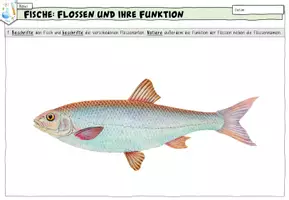 Vorschau - Arbeitsblätter - Arbeitsblatt: Flossen und ihre Funktionen (Fische) - Seite 2