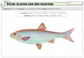 Vorschau - Arbeitsblätter - Arbeitsblatt: Flossen und ihre Funktionen (Fische) - Seite 3