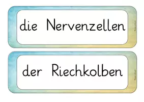 Vorschau - Unterrichtsreihen - Der Geruchssinn - Seite 3