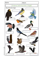 Vorschau - Arbeitsblätter - Vögel - differenzierte Arbeitsblätter/Lerntheke - Seite 3